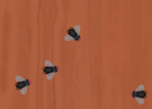 Fly Squasher
